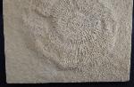 Subplanites rueppelianum QUENSTEDT 1888 - Bild &copy; FossNet FossilienStore